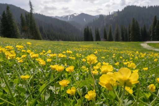 A highland field with yellow flowers and trees and mountains in the background