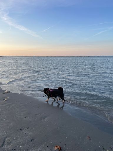 An adorable black dog walking on the shore during sunset