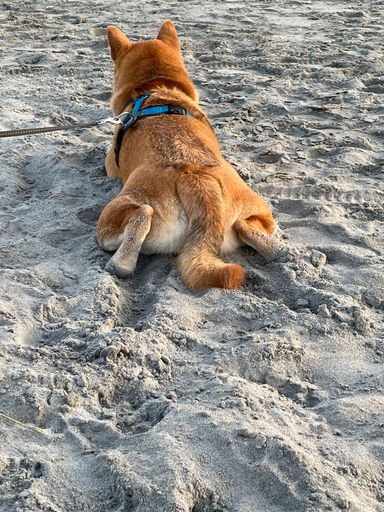 An adorable brown dog lying on the sand on a beach