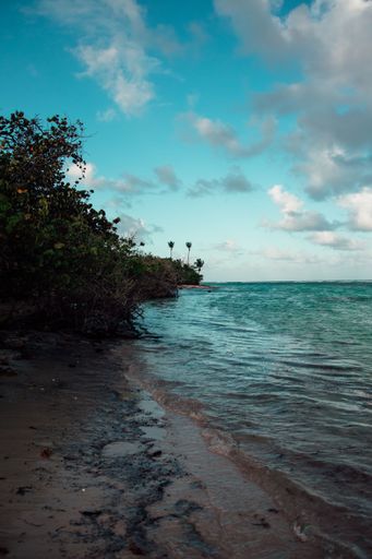 A vertical shot of trees by the sea in Guadeloupe beach of Bois Jolan under cloudy sky