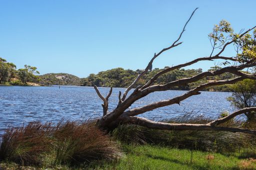 A natural view of a fallen tree on the lakeshore under a clear sky