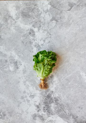 An overhead shot of fresh green lettuce on gray marble surface with space for your text