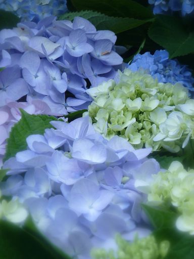 A vertical shot of big-leaf Hydrangea flowers