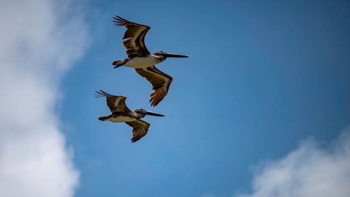 The low-angle view of two Pelicans flying in the blue sky with clouds