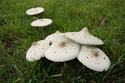 A closeup of lepiota mushrooms on green grass outdoors during daylight