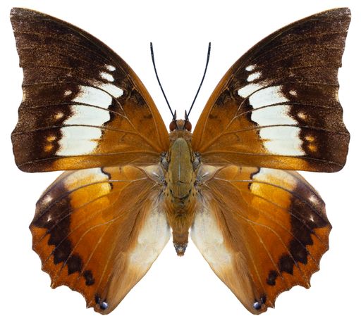 Butterfly species Charaxes borneensis, trivial name: white-banded Rajah