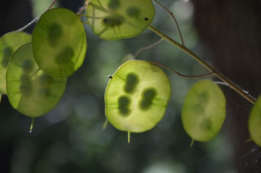 A closeup of a Lunaria Annua leaves under the sunlight