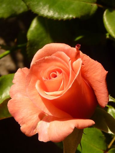 A vertical shot of a pink rose surrounded by green leaves