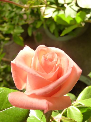 A vertical shot of a pink rose surrounded by green leaves
