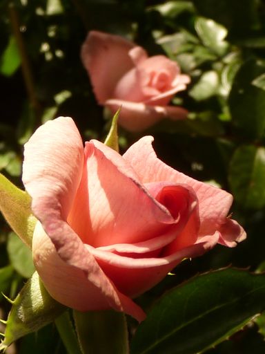 A vertical shot of two pink roses next to each other