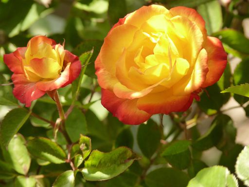 A closeup shot of two beautiful red and yellow roses growing in the garden