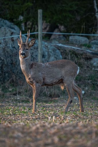 A vertical shot of a deer walking in a field during sunset