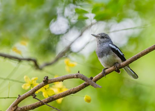 An oriental Magpie on a tree branch in a garden