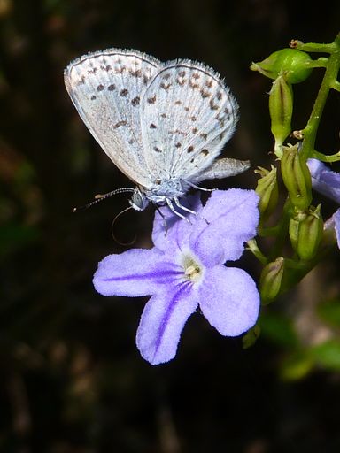 A vertical shot of a butterfly on the purple flower