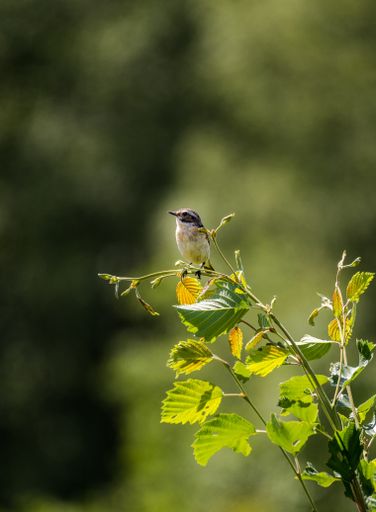 A vertical closeup of a beautiful little bird on a tree branch under the sunlight