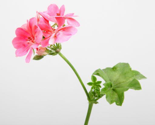 A closeup of pink ivy geraniums under the lights isolated on a white background