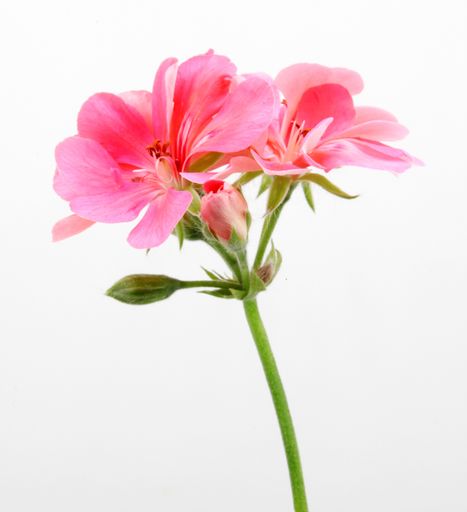 A closeup of pink ivy geraniums under the lights isolated on a white background