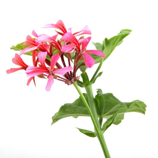 A closeup of pink ivy geraniums under the lights isolated on a white background