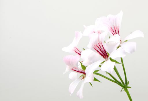 A closeup of white ivy geraniums under the lights isolated on a grey background