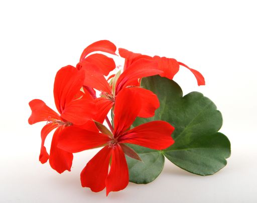 A closeup of red ivy geraniums under the lights isolated on a white background