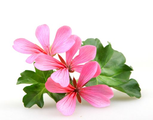 A closeup of pink ivy geraniums under the lights isolated on a white background
