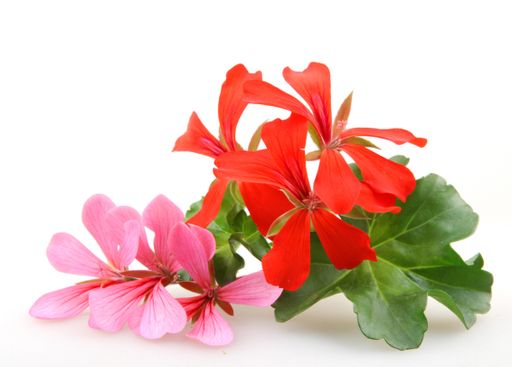 A closeup of red and pink ivy geraniums under the lights isolated on a white background