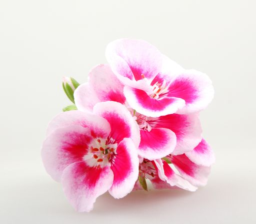 A closeup of white and pink geraniums under the lights isolated on a white background