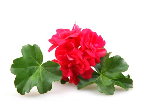 A closeup of red garden geraniums under the lights isolated on a white background