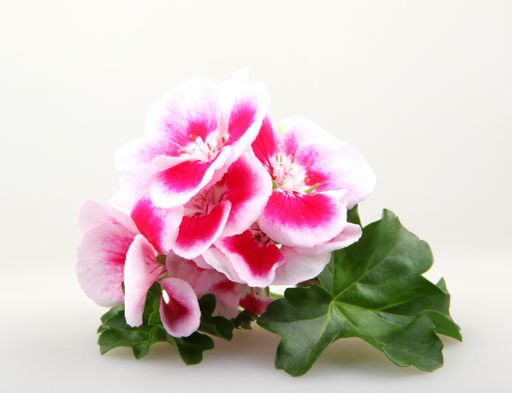A closeup of white and pink geraniums under the lights isolated on a white background