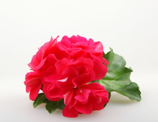 A closeup of red garden geraniums under the lights isolated on a white background
