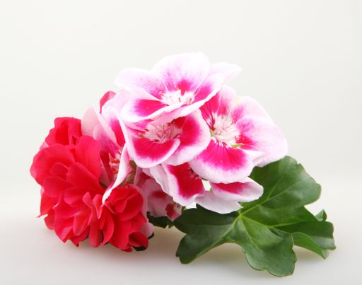 A closeup of red and pink geraniums under the lights isolated on a white background