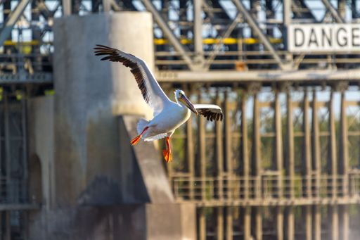 A single pelican flying with it wings wide open with a bridge in the background