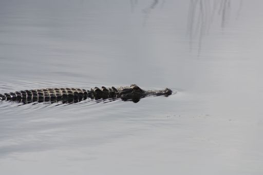 A selective focus shot of a big alligator swimming in the lake in Savannah, GA, USA
