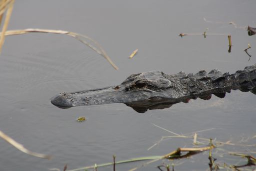 A selective focus shot of a big alligator swimming in the lake in Savannah, GA, USA