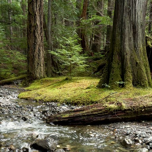 A stream in a Pacific Northwest rainforest.