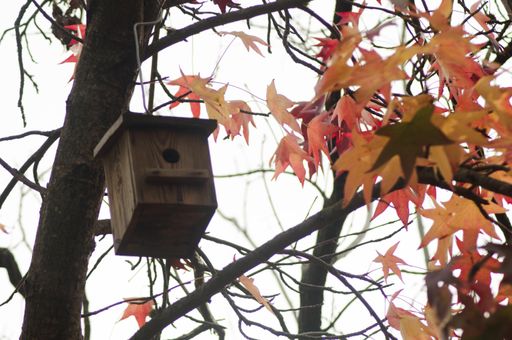 A closeup of colorful autumn leaves against a wooden birdhouse