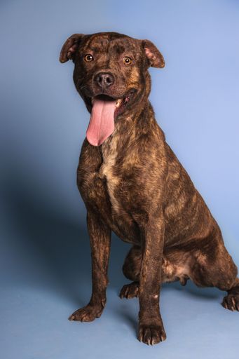 A vertical closeup shot of a Pit Bull dog on a blue background