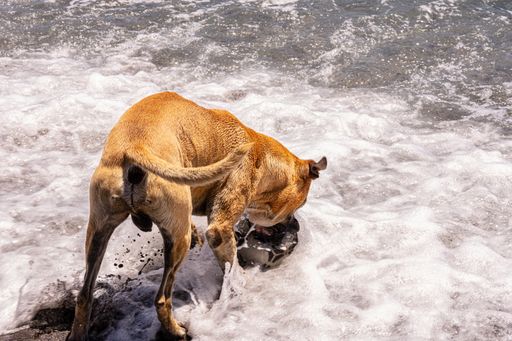 A boxer playing with a ball in splashing waves under the sunlight