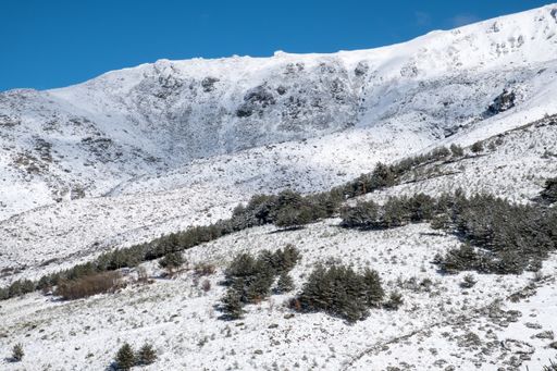 An aerial shot of a snow-covered mountain with few pine trees