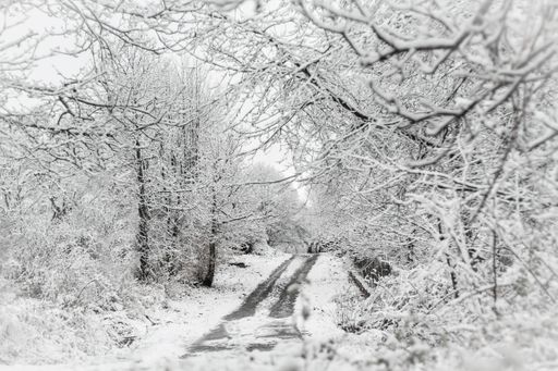 A winter landscape in the woods with a path between snow-covered bare trees