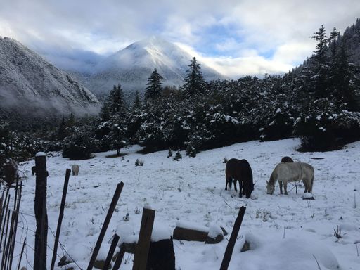 A scenic view of horses grazing against a forest and mountains covered with snow on a cloudy day