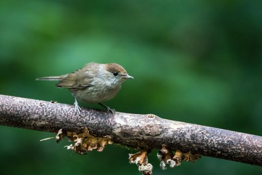 Eurasian Blackcap sitting on a branch in the forest