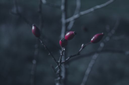 A closeup of a rose hip under the moonlight