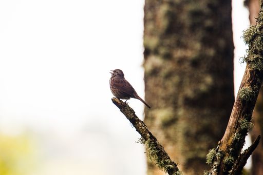 A shallow focus shot of a sparrow chirping on top of a tree branch