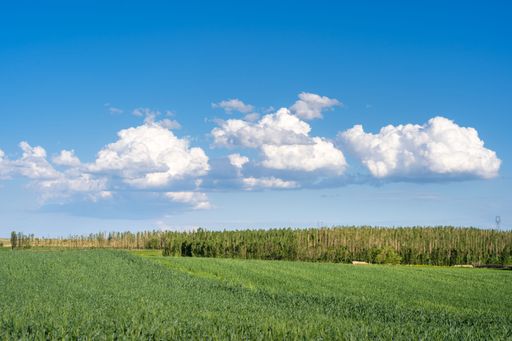 A scenic view of a wheat field under a cloudy blue sky