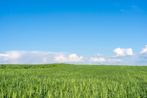 A scenic view of a wheat field under a cloudy blue sky