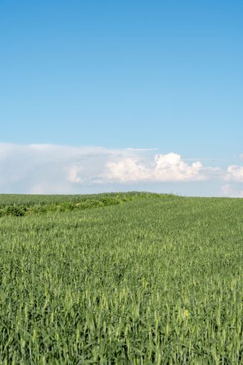 A vertical shot of a wheat field under a cloudy blue sky