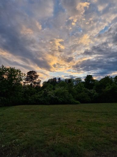 A vertical shot of fresh green grass field with trees under a cloudy sky