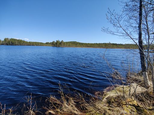 A natural view of a calm lake and forest landscape under a blue sky
