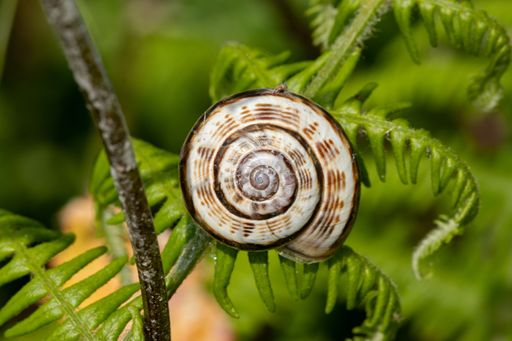A closeup of white and brown snail on a green leaf of fern